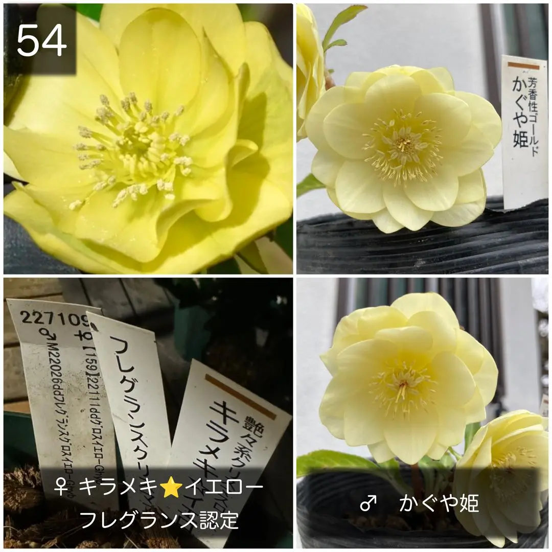 正規品、加藤農園様、クリスマスローズかぐや姫、タグ付きです。 フレグランスタグ付き かぐや姫交配 クリスマスローズ 開花株