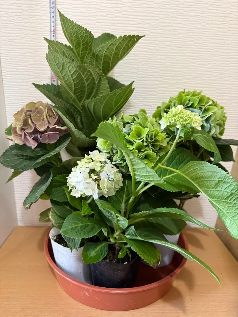 福岡県鬼木様の紫陽花☆筑紫路風　寄せ植えミックス☆14号鉢☆超希少☆ 2025年最新】鬼木 紫陽花の人気アイテム - メルカリ