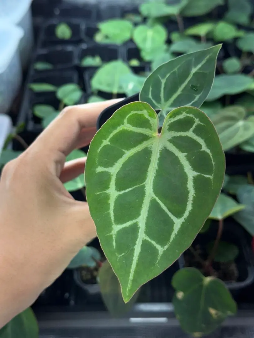 2025年最新】anthurium zaraの人気アイテム - メルカリ
