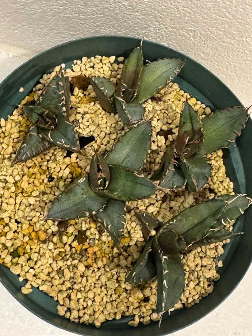 2025年最新】巨獣 アガベの人気アイテム - メルカリ