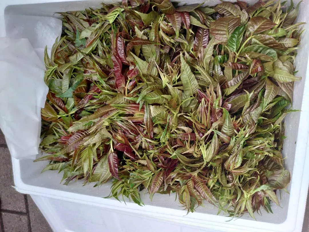 チャンチン苗（香椿芽） Amazon | チャンチン 苗 フラミンゴ 苗 5号 香椿 庭木 240606 | 花