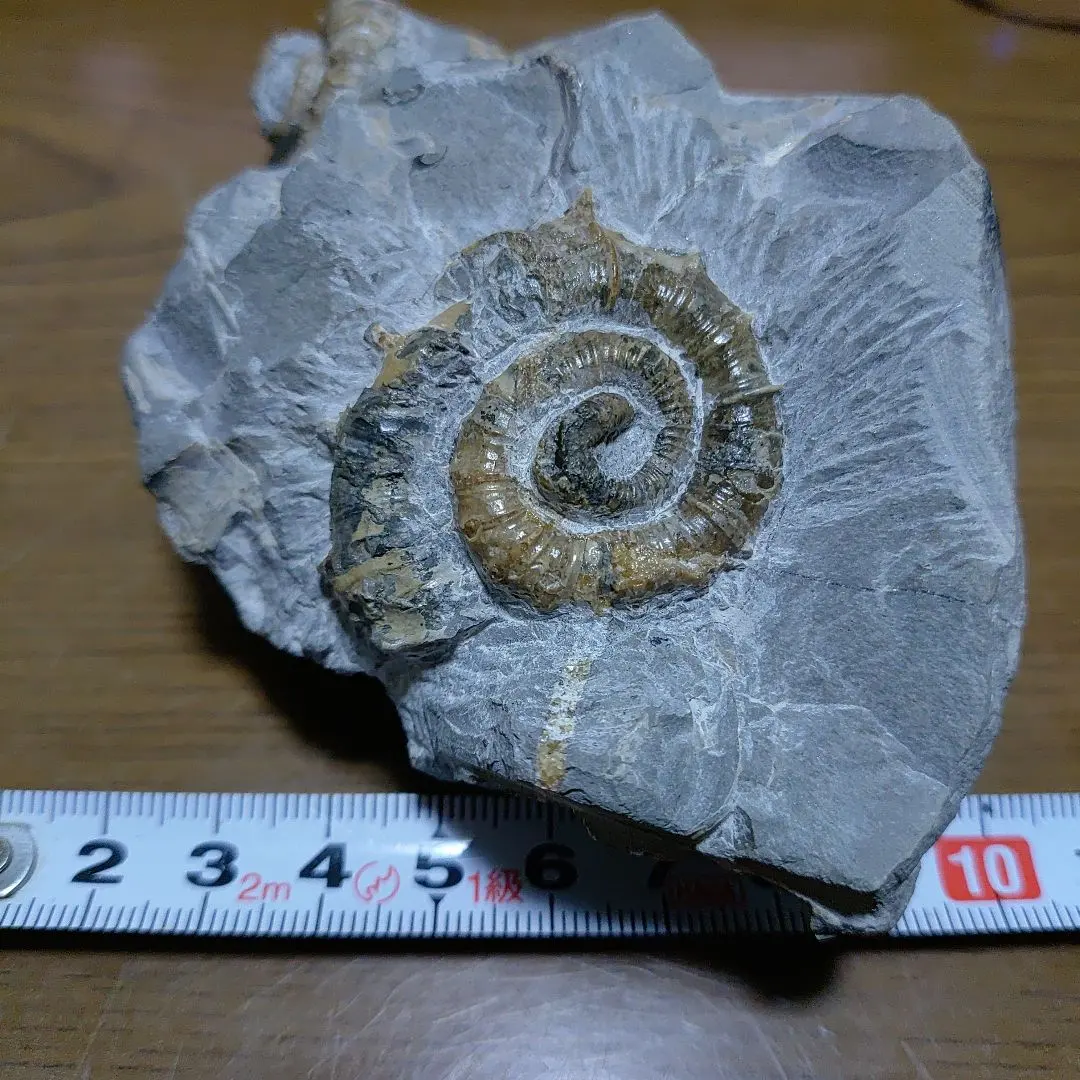 北海道アンモナイト　アイノセラス 神という種小名を授けられたアンモナイト、アイノセラス・カムイ