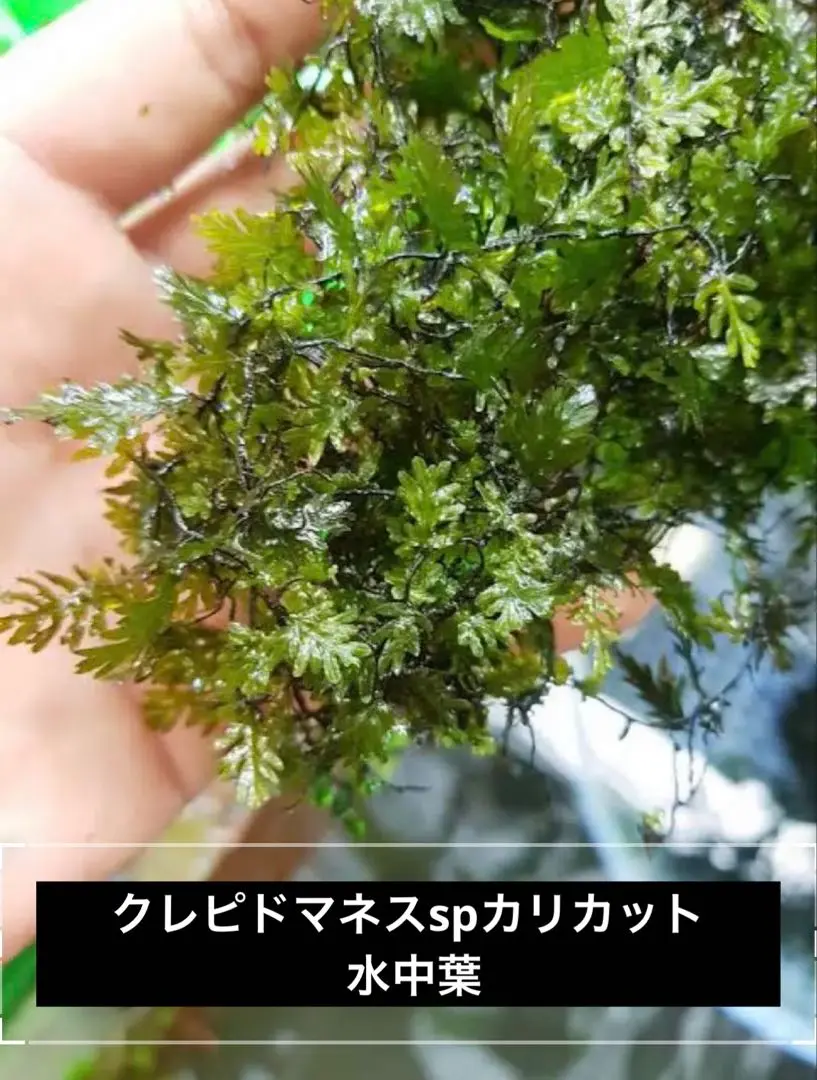 クレピドマネス　sp.カリカット AQUA TAKE-E | GW目玉の水草ご紹介！ クレピドマネス sp