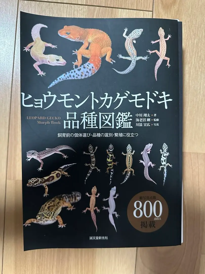 2025年最新】ヒョウモントカゲモドキ品種図鑑の人気アイテム
