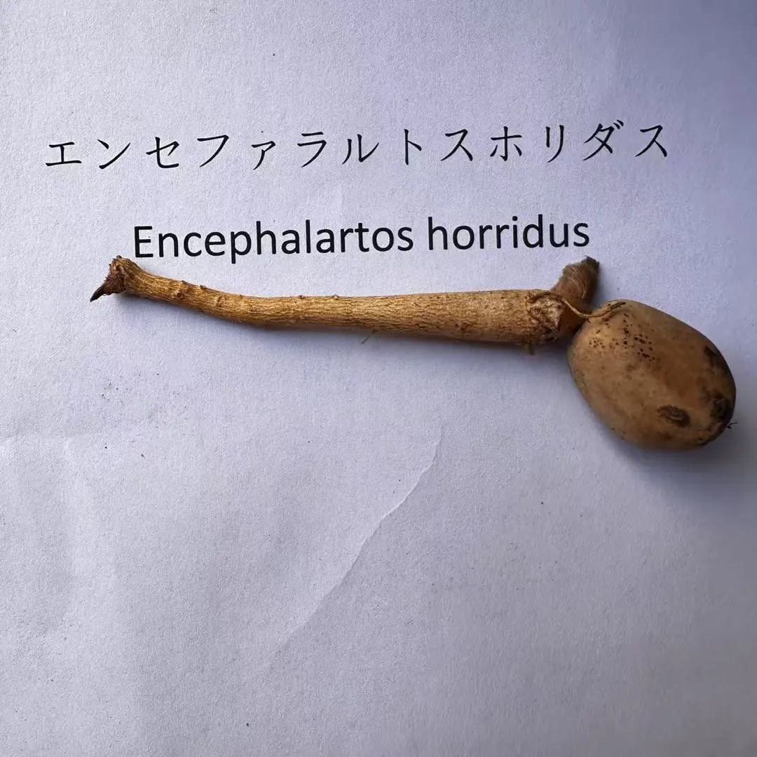 8Encephalartos horridusエンセファラルトスホリダス種子1粒 エンセファラルトス ホリダス Encephalartos horridus | mana's