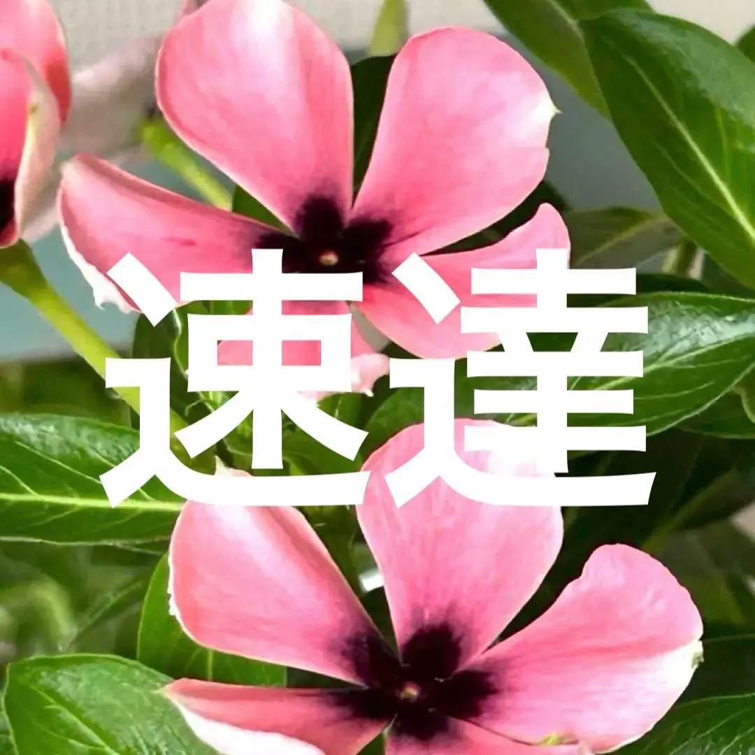 みち【人気・ポットまま発送】北島園芸オリジナルビンカ6点セット 2025年最新】北島園芸 ビンカの人気アイテム - メルカリ