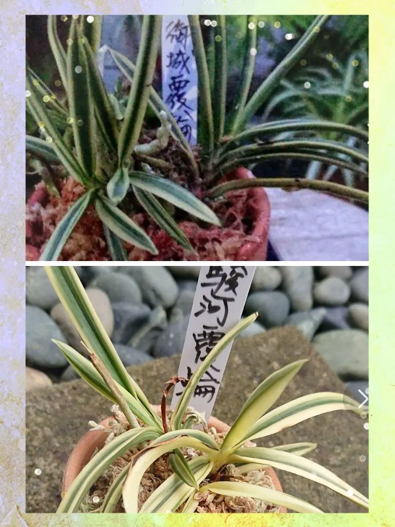 駿河蘭(蘭鉢ごと)NO.2 8/13撮影 メルカリ便発送 駿河蘭(蘭鉢ごと)NO.2 8/13撮影 メルカリ便発送 - メルカリ