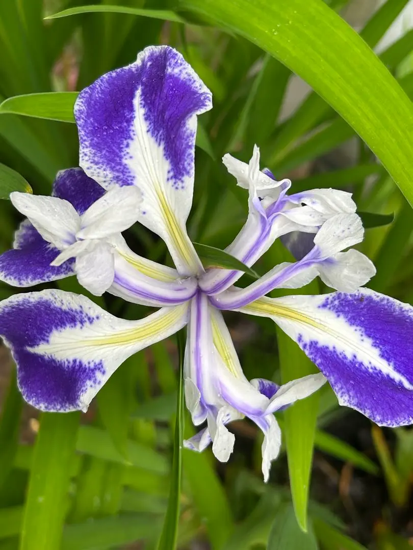珍しいカキツバタ 舞孔雀 楽天市場】カキツバタ 舞孔雀 4号深 【初夏の水生植物(抽水植物