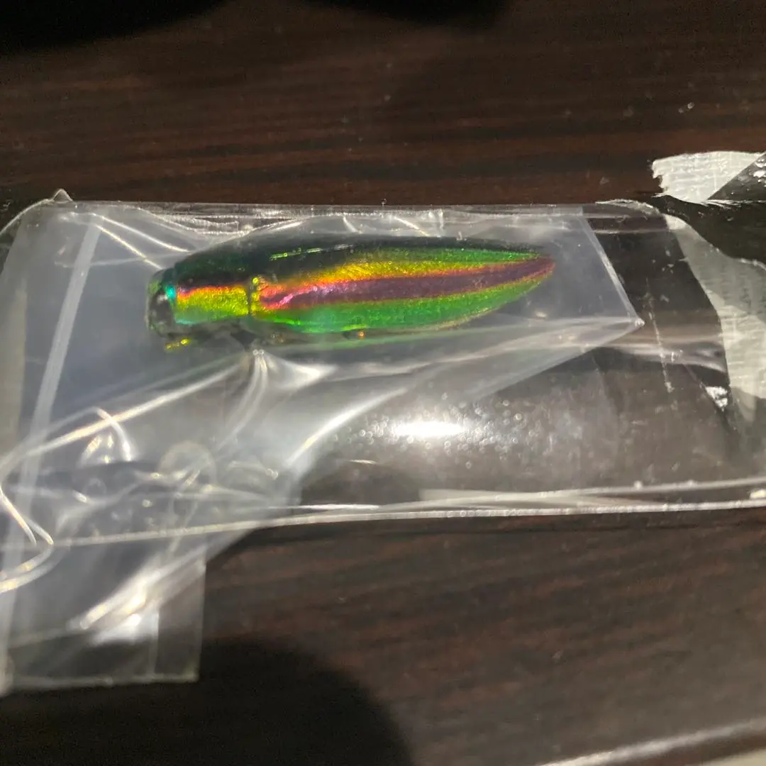 ヤマトタマムシ　55匹セット　昆虫標本 昆虫標本 ヤマトタマムシ飛翔標本 昆虫用品