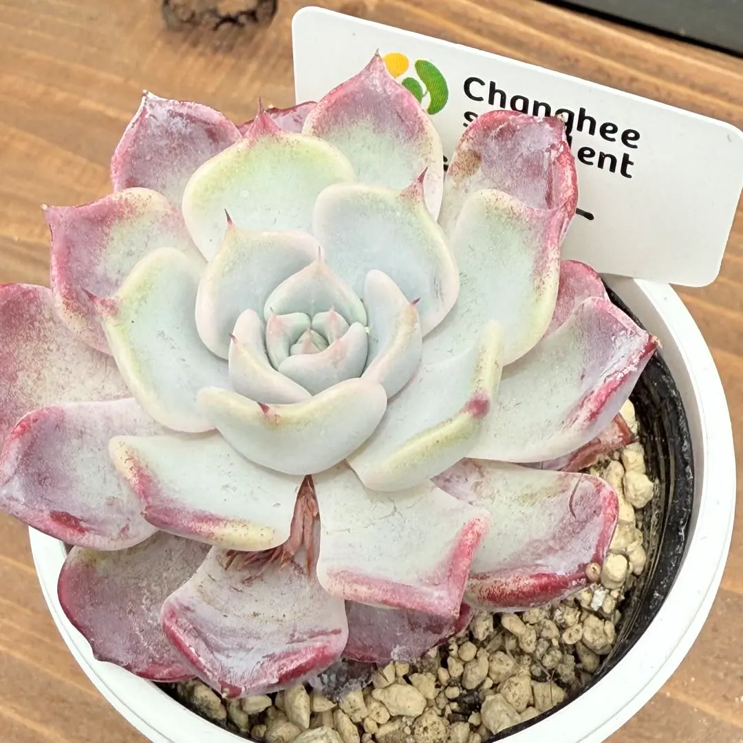 2025年最新】キスミー多肉植物の人気アイテム - メルカリ