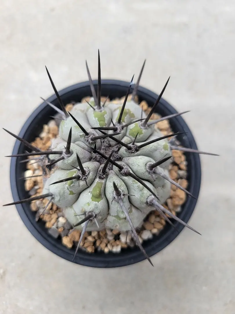 2025年最新】黒王丸 カキコの人気アイテム - メルカリ