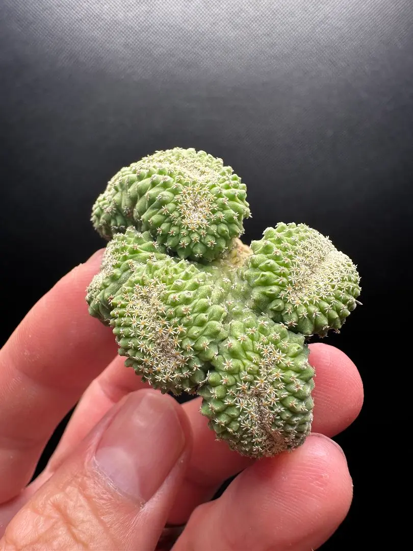 菊水綴化 実生 鉢植えメルカリ便送料込み 2025年最新】菊水綴化の人気アイテム - メルカリ