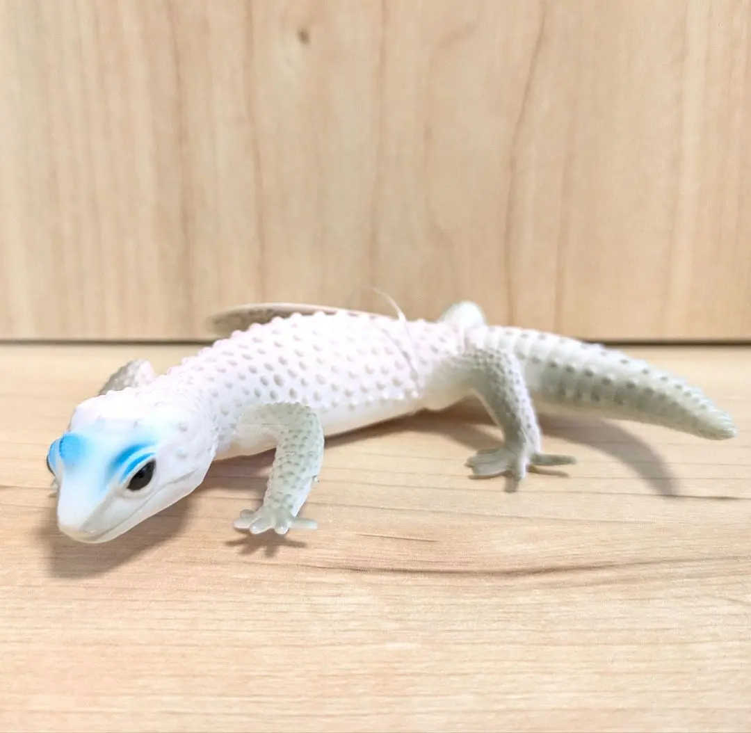 Thumbnail of Animal Encyclopedia: Leopard Gecko - Blizzard