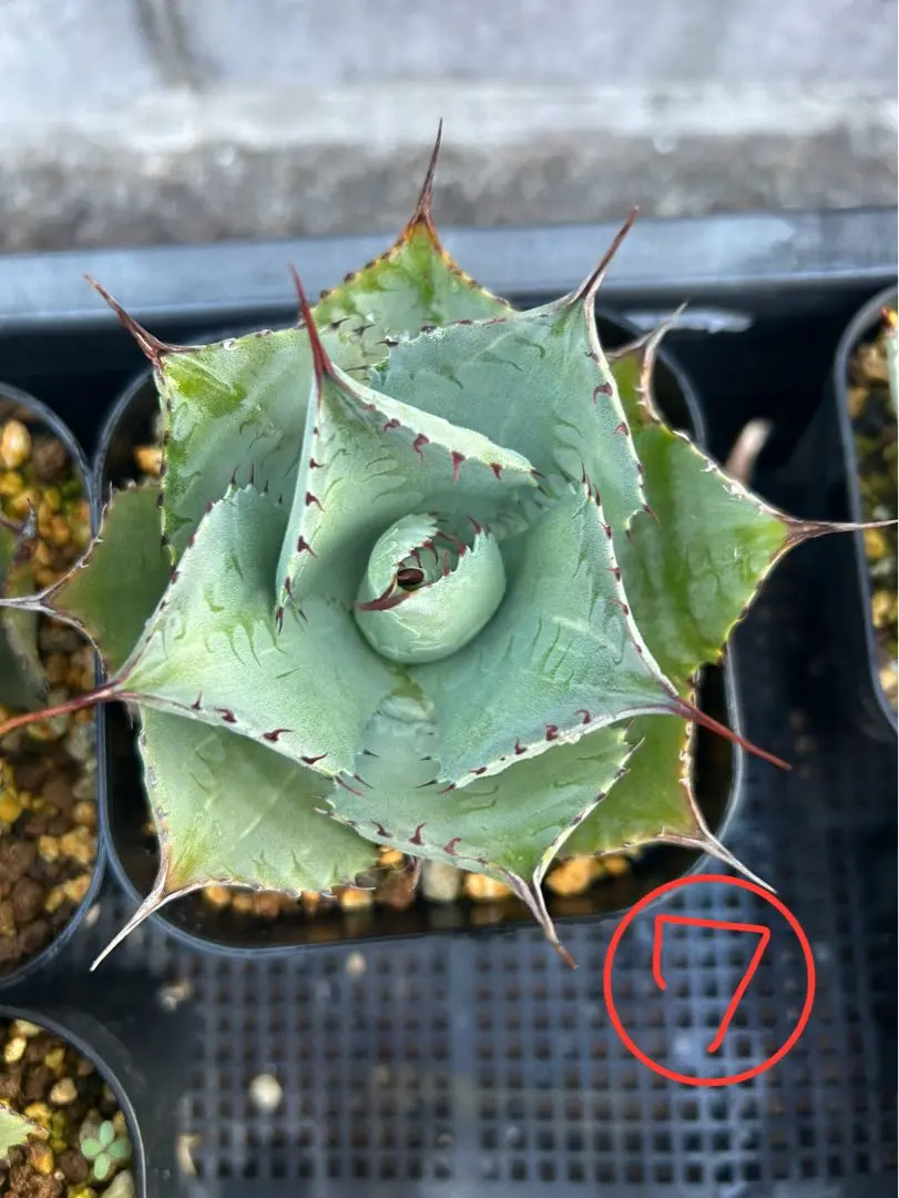 アガベ 三宅雷神 縞斑 アガベ 三宅雷神 極白中縞斑 Agave sp 'Miyake Raizin variegata