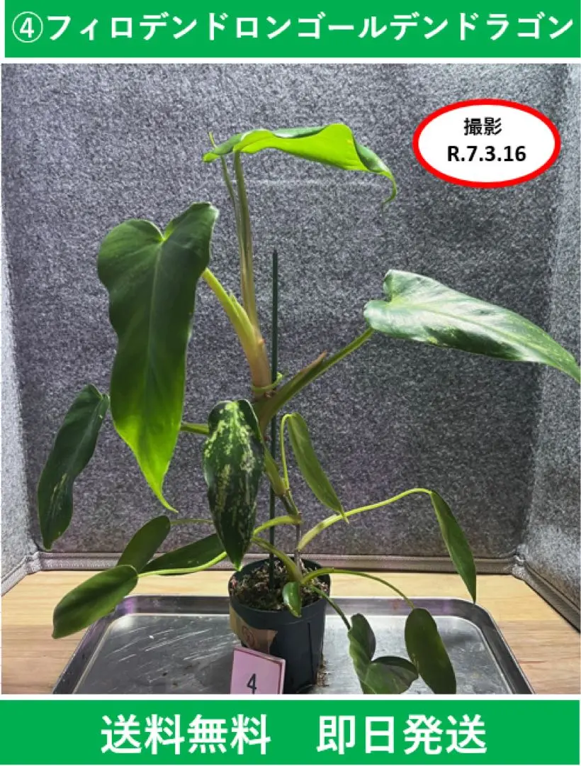 Yahoo!オークション - 《KhK》【レア】Philodendron Golden