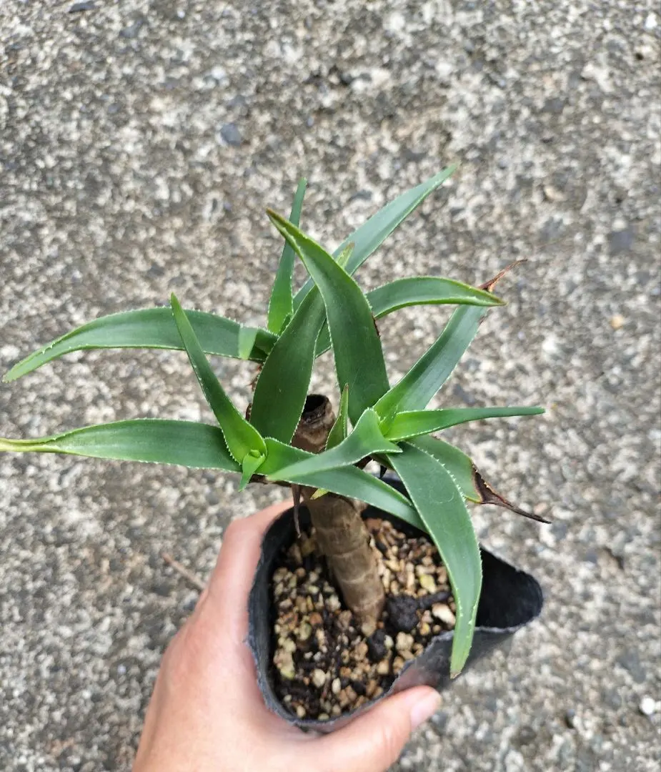 2025年最新】アロエストリアツラの人気アイテム - メルカリ