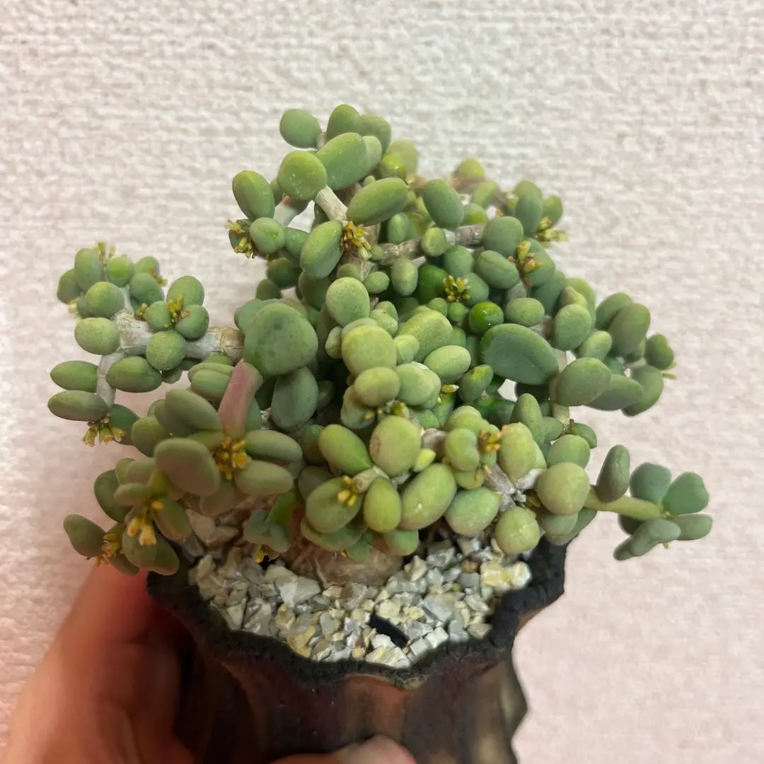 ケラリアピグマエア実生　雄株雌株セット　鉢のままメルカリ便発送 ケラリアピグマエア 実生 雄株雌株セット 鉢のままメルカリ便