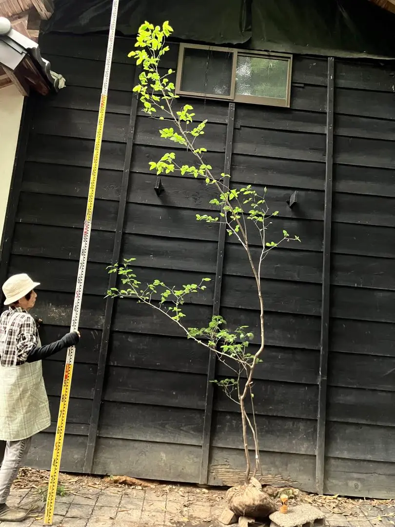 山採り　ヤマコウバシ ヤマコウバシ 販売 | 植木買うならグリーンロケット