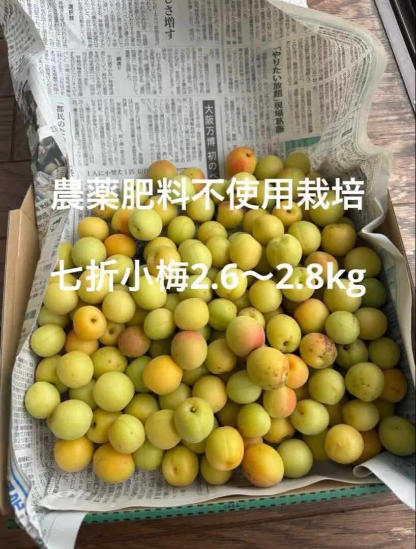 愛媛県産　七折小梅 家庭用約5Kg 楽天市場】【限定販売】七折小梅 約5kg（2〜3Lサイズ）5月下旬