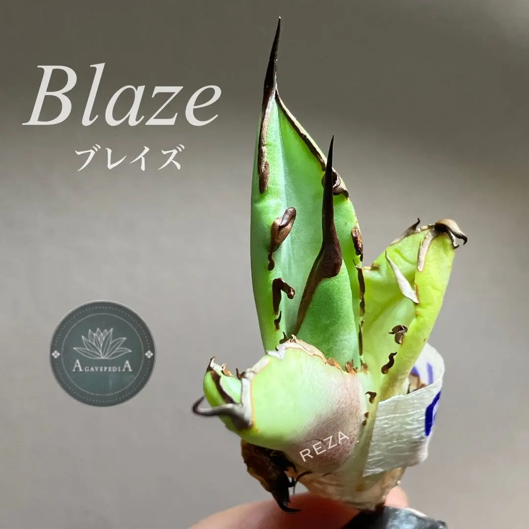 真*丸様 選抜オークション【 REZA産】⑧超選抜　アガベ　ブレイズ　BLAZE 真*丸様 選抜オークション【 REZA産】⑧超選抜 アガベ ブレイズ