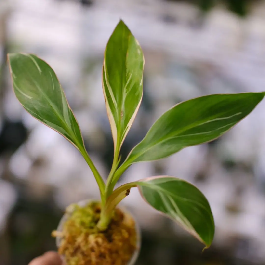 バナナ斑入り　アエアエ ムサ アエアエ(Musa Aeae) 斑入りバナナ | 希少植物の販売