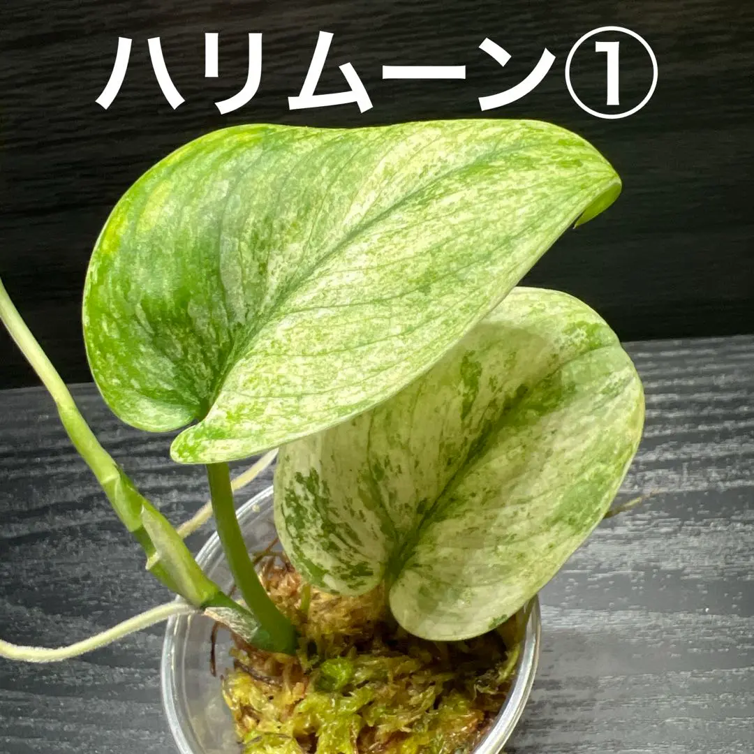 スキンダプサス　ハリムーン スキンダプサス ハリムーン - メルカリ