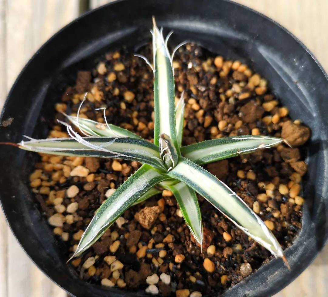 2025年最新】姫乱れ雪 アガベの人気アイテム - メルカリ