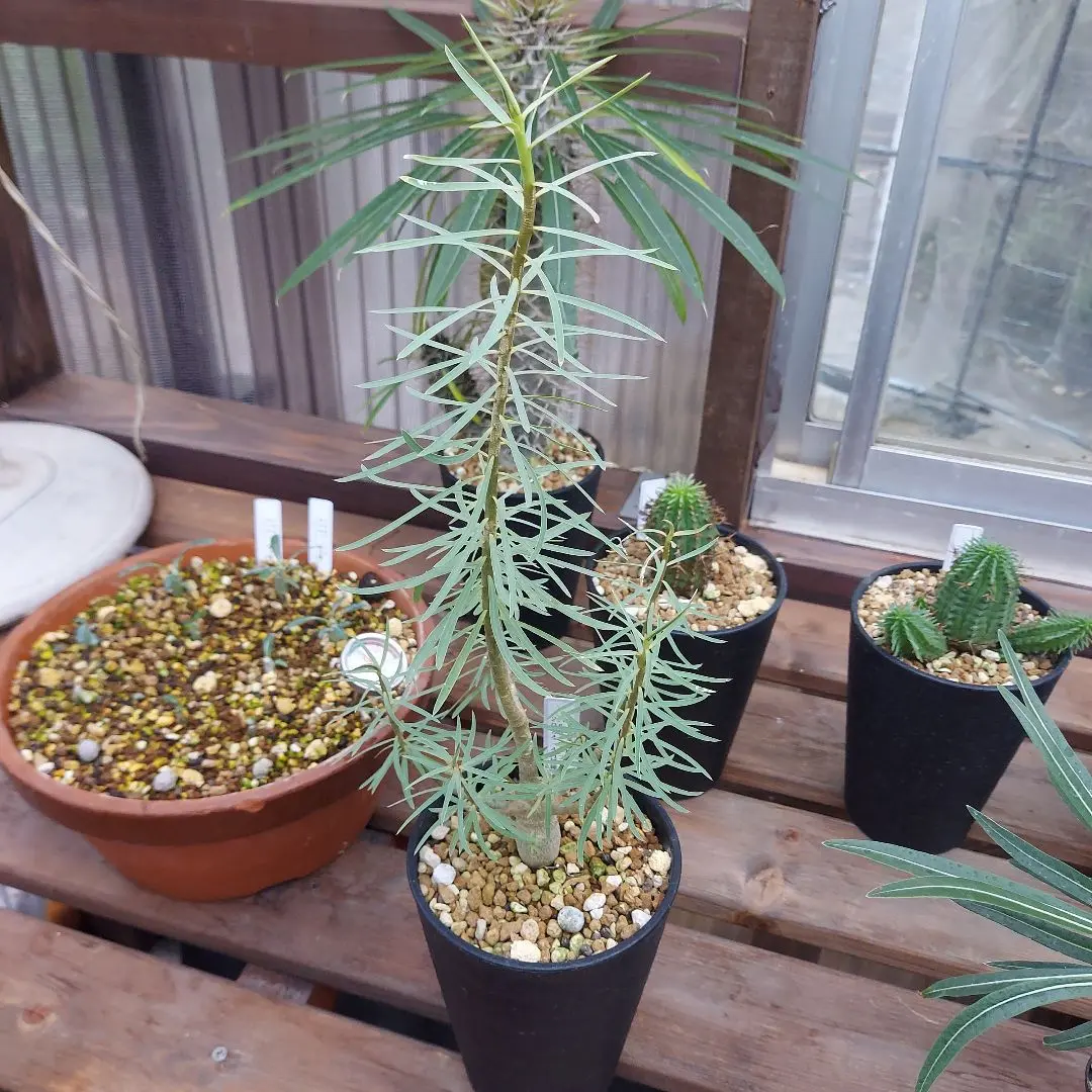 2025年最新】ユーフォルビア バルサミフェラの人気アイテム