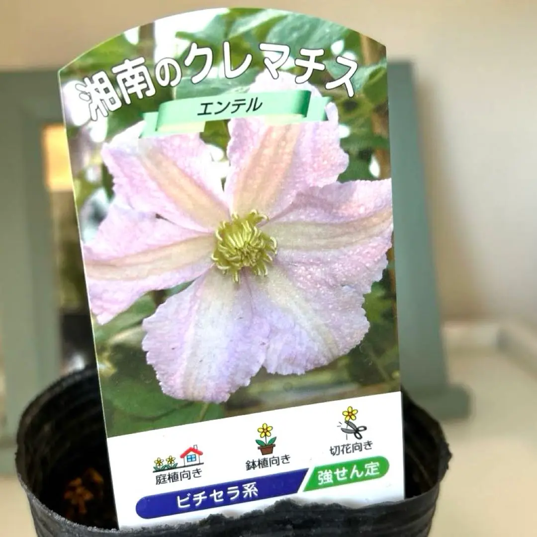 クレマチス　セール中‼️　プロフ必読‼️ 楽天市場】クレマチス 6号の通販