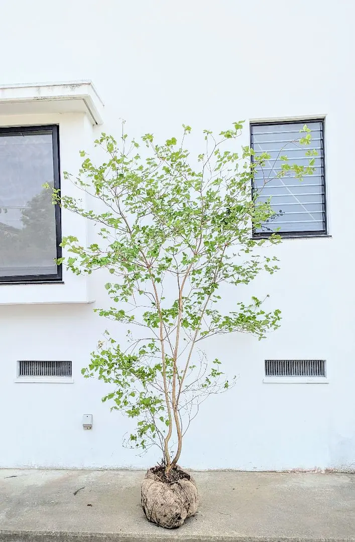 ミツバツツジ　高さ140cm 山採り風 ミツバツツジ 高さ140cm 山採り風