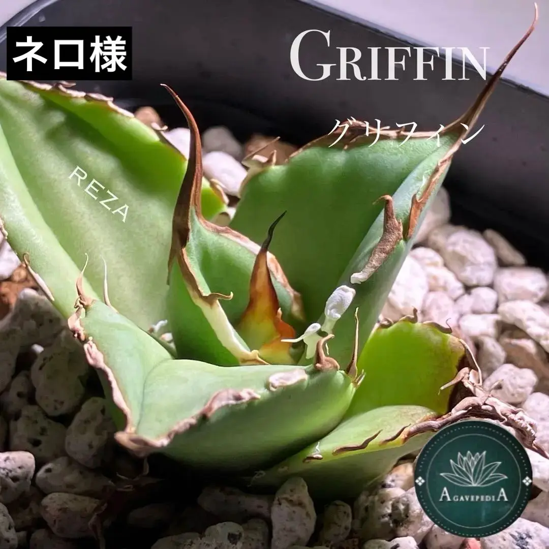 イラン株【REZA産】① 長棘　アガベ　グリフィン griffin イラン株【REZA産】① 長棘アガベグリフィン griffin