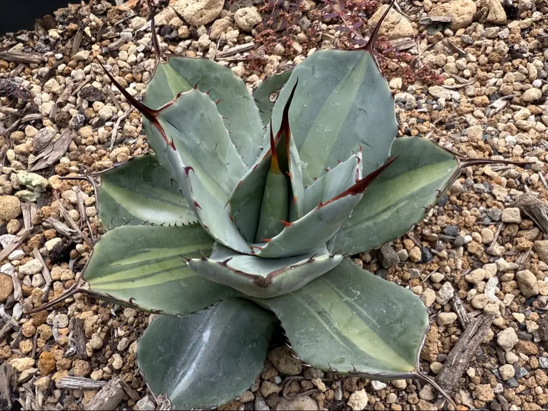 ぽ*こ様 アガベ　パリー　トランカータ　ジャックポット　発根済み　鉢ごと　メルカ AGAVE Parryi truncata アガベ パリー トランカータ 大サイズ(10