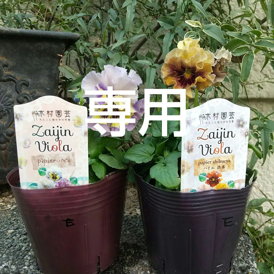 2025年最新】zaijinビオラの人気アイテム - メルカリ