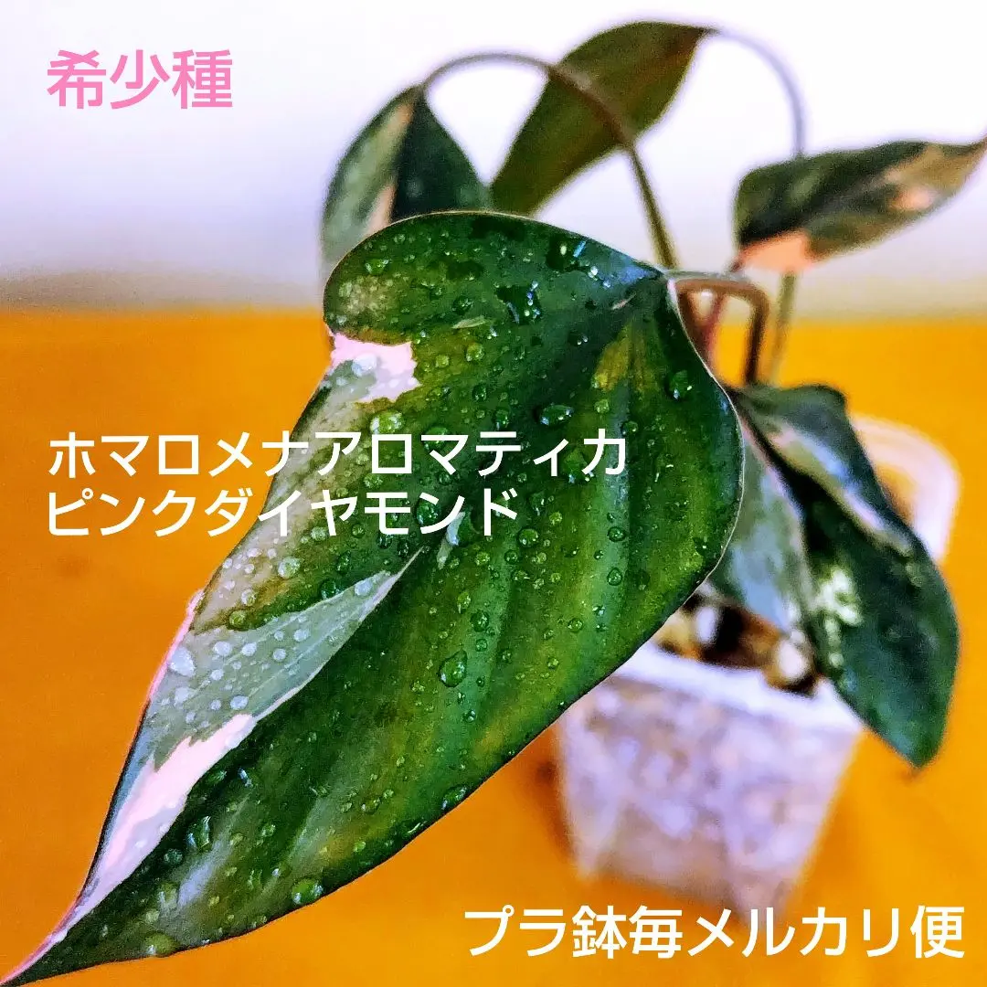 ホマロメナ　ピンクダイヤモンド ホマロメナ ピンクダイヤモンド - Etsy 日本