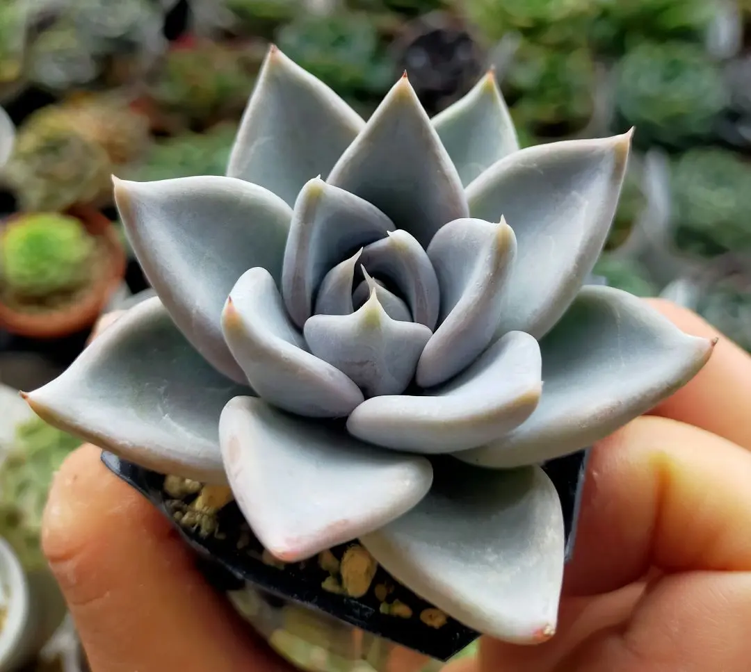a*»様 優木園　命名株　くま蜂　札付き　7/23 撮影 Echeveria 'kumabachi' くま蜂 まだまだ数が少ないので葉っぱを