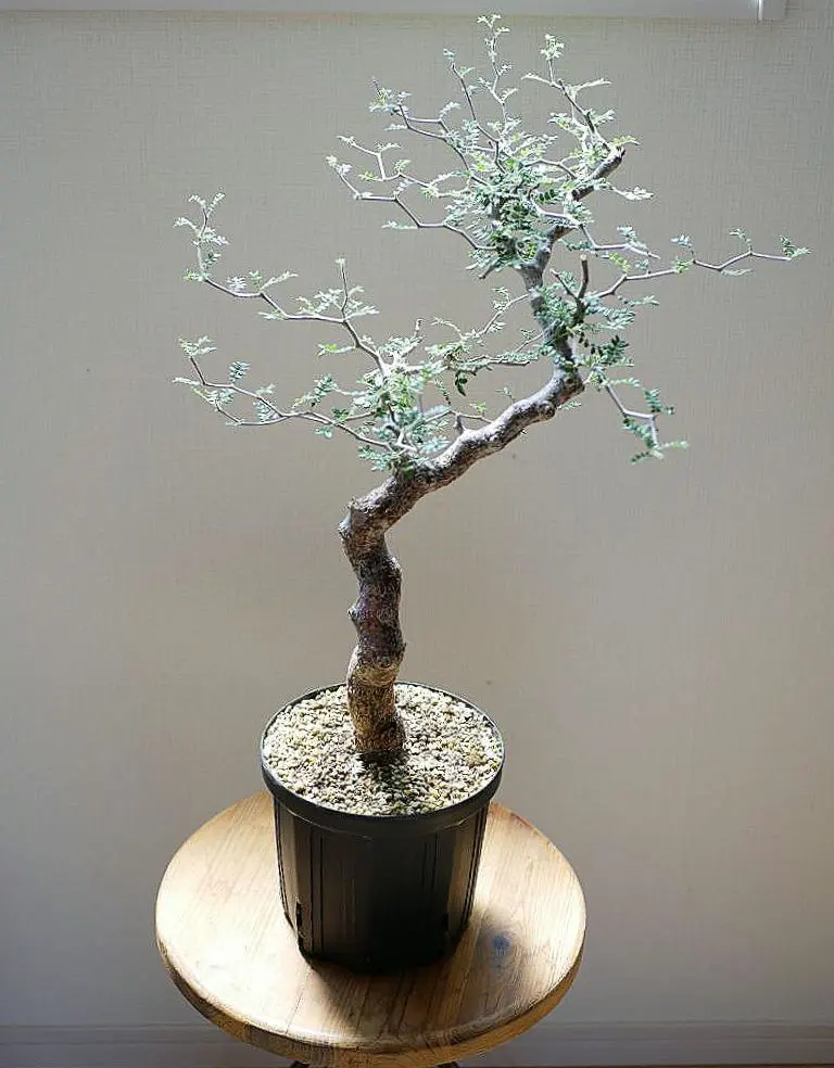 2025年最新】コミフォラモンストローサの人気アイテム - メルカリ