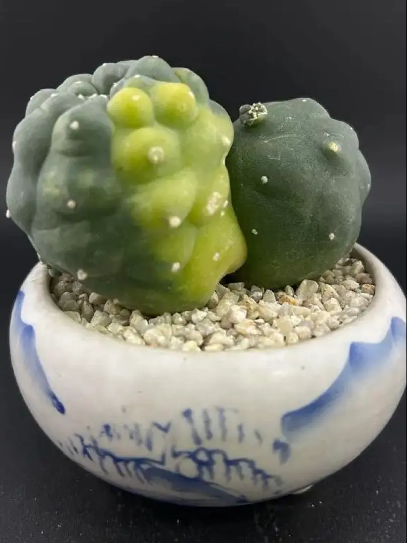 気まぐれセール❗️横幅14cm 烏羽玉　実生　(検索　銀冠玉　翠冠玉) Yahoo!オークション -「翠冠玉」(サボテン) (観葉植物)の落札