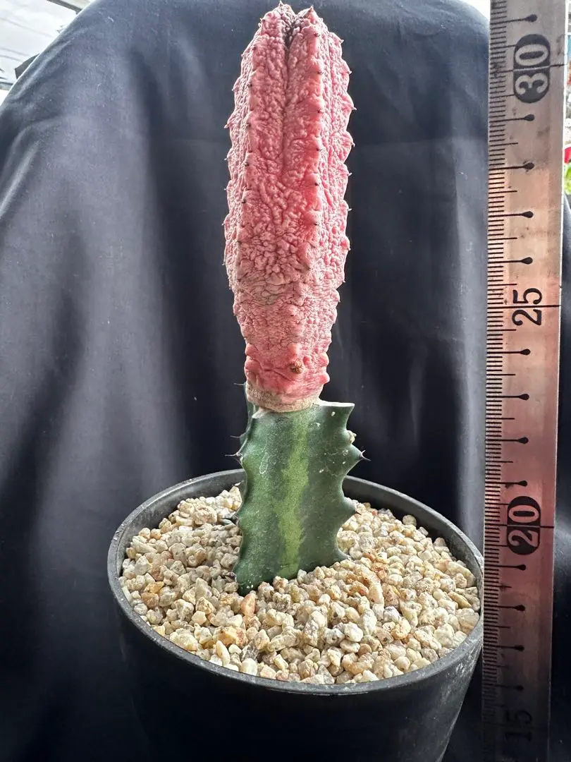 多肉植物工房 花安 レア | 「ユーフォルビア・アブデルクリ