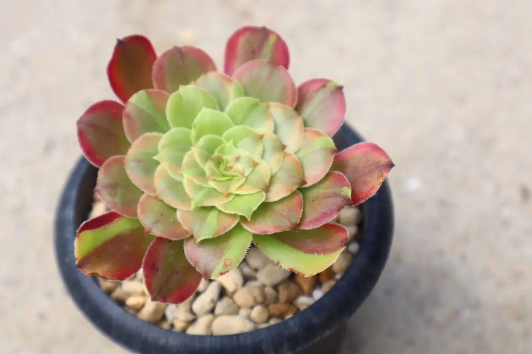 11 #多肉植物アエオニウム錦❤️花顏ピンクディジー❤️9大頭26cm 11 #多肉植物アエオニウム錦❤️花顏ピンクディジー❤️9大頭26cm