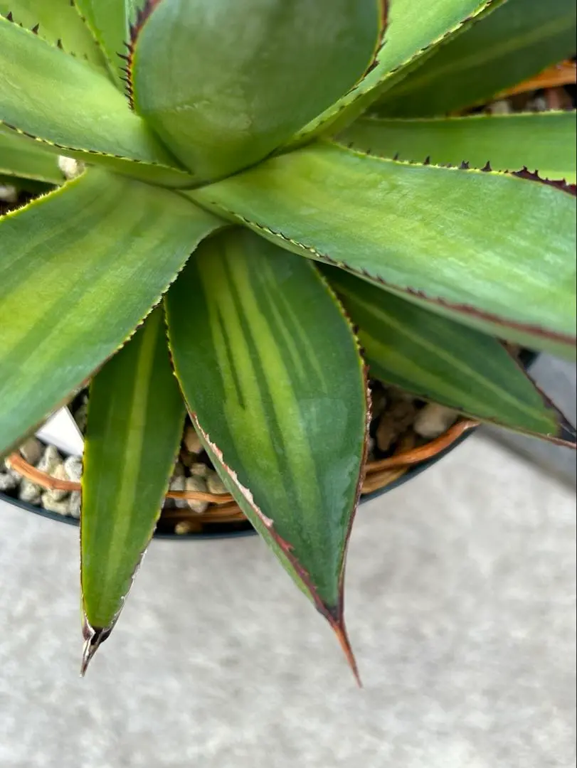 Snowglow Agave - アガベブルーグロー斑入り - 藍光白覆輪