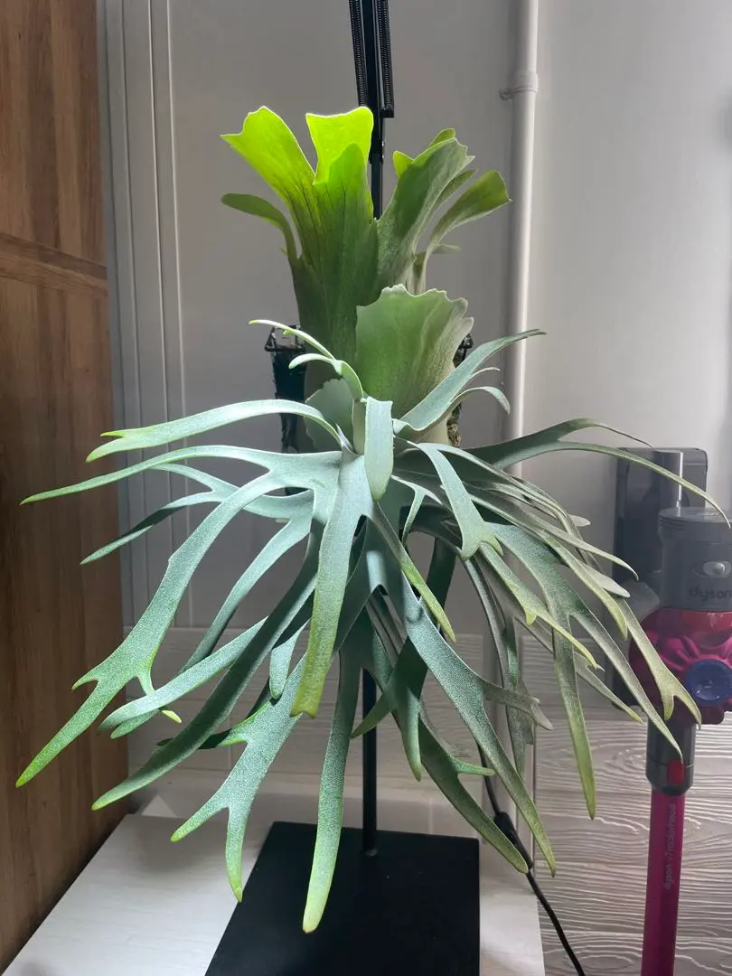 2025年最新】伊弉諾 ビカクシダの人気アイテム - メルカリ