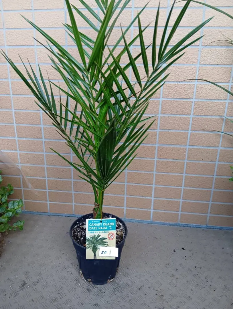 2025年最新】カナリーヤシの人気アイテム - メルカリ