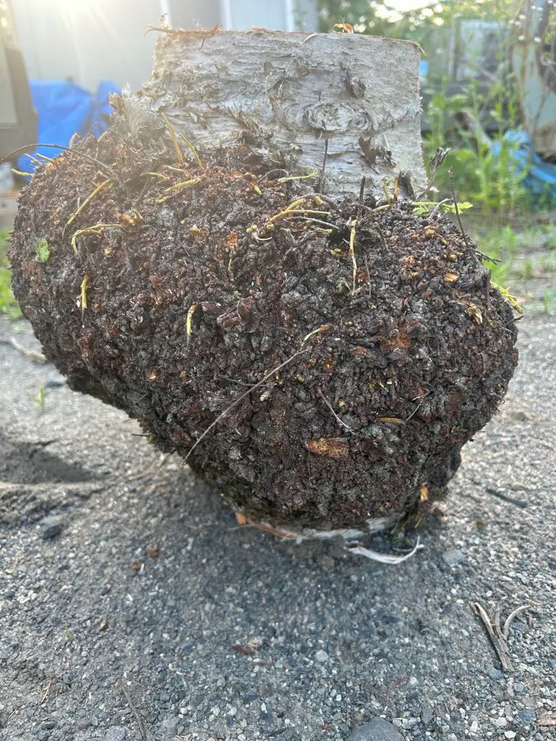 なつなつ　手彫り　ククサ　白樺　瘤　コブ　一点もの　ソロキャン　グル なつなつ様専用 手彫り ククサ 白樺 瘤 コブ 一点もの