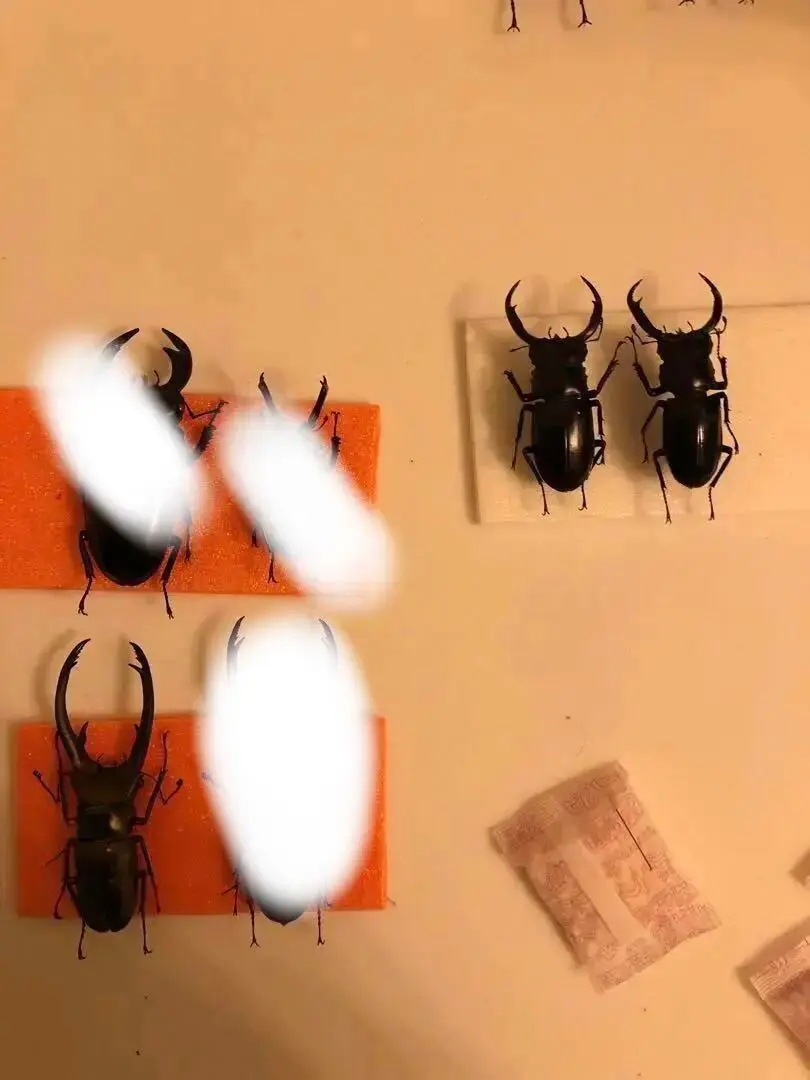 【昆虫標本】エラフスホソアカクワガタ3頭セット Amazon.co.jp: 虫の標本 エラフスホソアカクワガタ メタリック調
