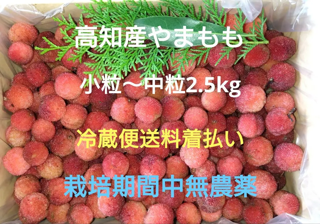 高知県産 やまもも 3kg 高知県産 完熟 冷凍 やまもも 3kg 小粒 - メルカリ