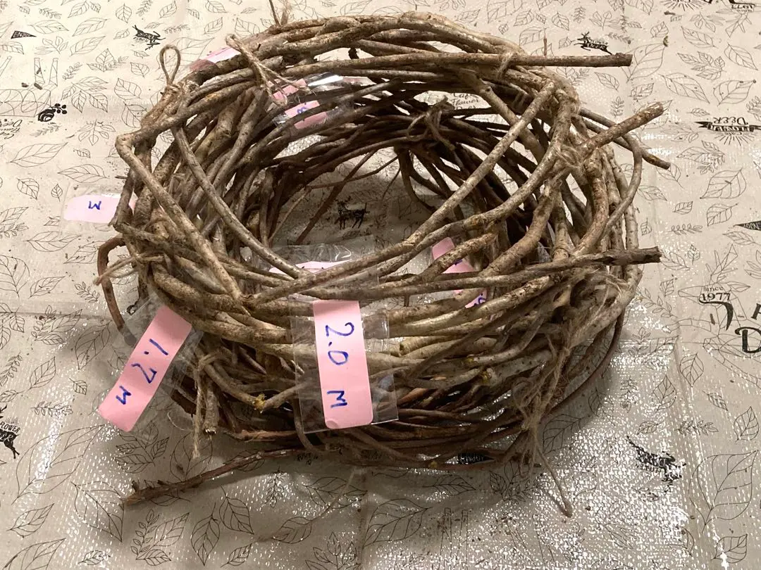 アケビの蔓（根蔓ランナー) アケビの蔓(根蔓ランナー) （アケビのつる）