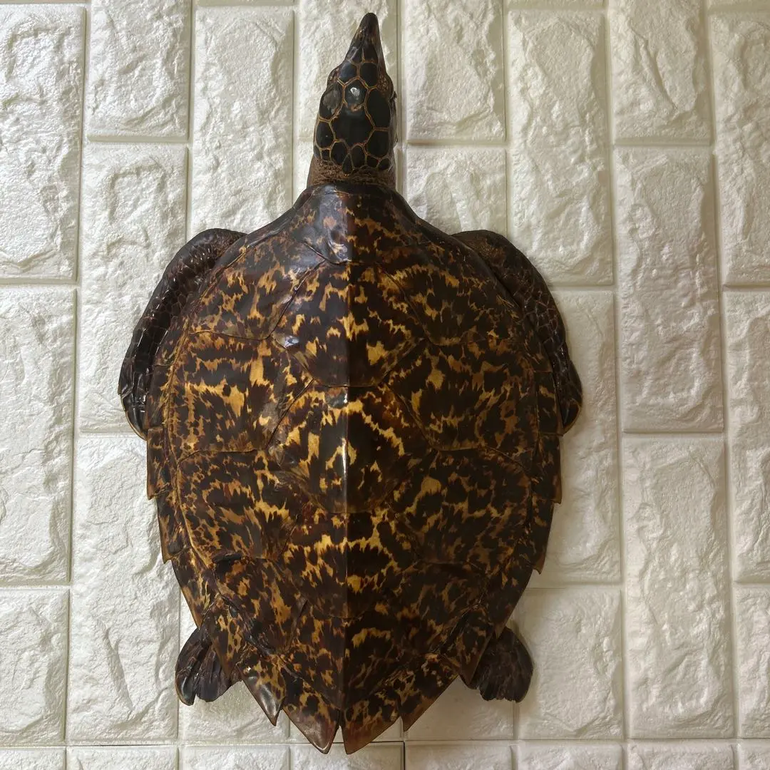 海亀(タイマイ)の剥製 A26 タイマイの剥製