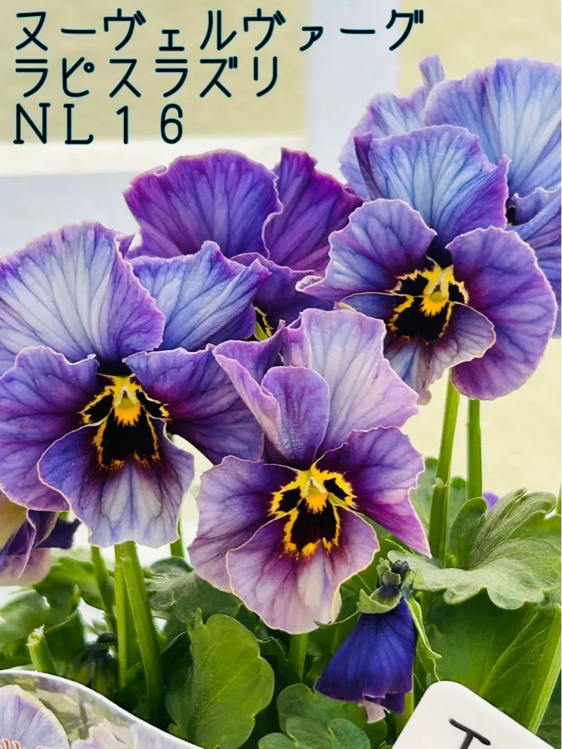 ◆Mieさま専用　ＮＬ5♥ヌーヴェルヴァーグ　ラピスラズリ♥希少♥花苗ポットごと ビオラ：ヌーヴェルヴァーグ ラピスラズリ3.5号ポット の通販
