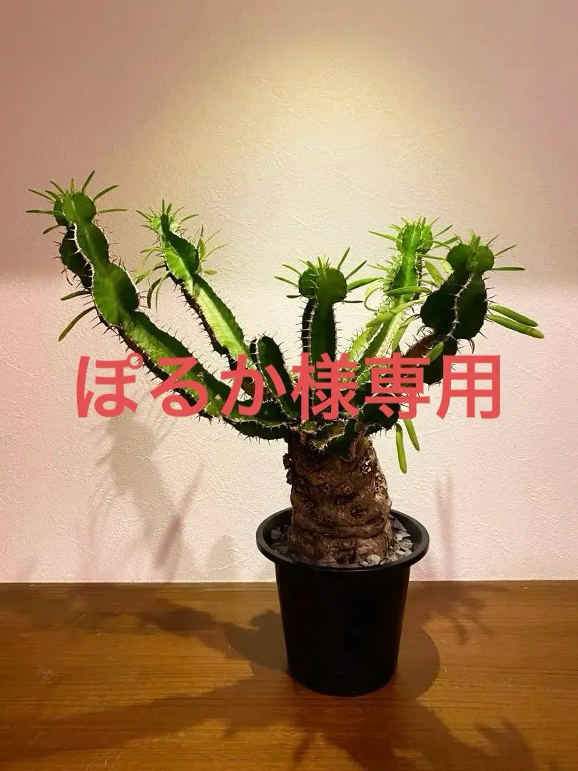 1*U様 EM05 ユーフォルビア ムランジーナ 現地球 輸入即出品 ユーフォルビア ムランジーナ現地球 発根済