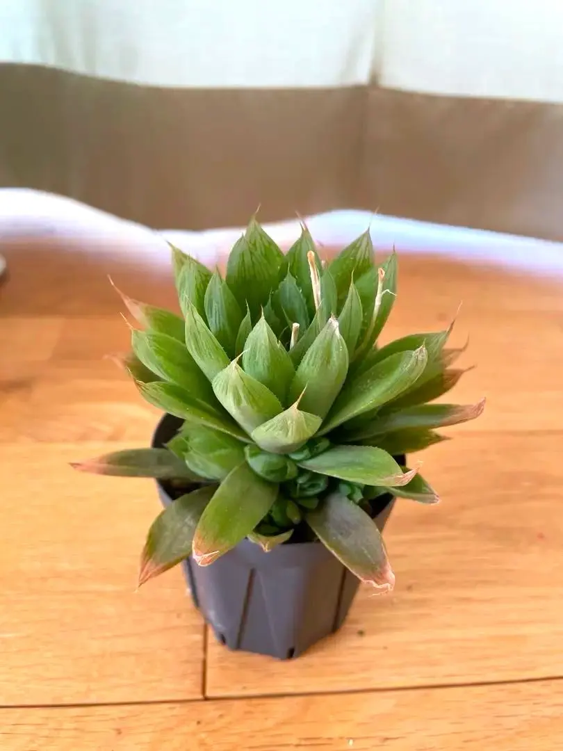 ◆ハオルチア　デンティキュリフェラ　JDV87-089　-1◆サボテン・多肉 2025年最新仙女香 ハオルチアの人気アイテム - メルカリ